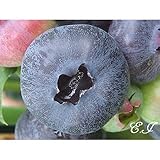 ブルーベリー 苗木 チャンドラー 苗 2年生 挿し木苗 【 ノーザンハイブッシュ系 】