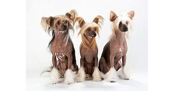 Amazon 5dダイヤモンド絵画diyクロスステッチチャイニーズクレステッドドッグ5dフルラウンドダイヤモンド刺繡ダイヤモンドモザイクウォールステッカーdecor 12x16インチ 刺しゅうキット 通販