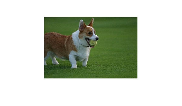 Amazon 動物のポストカードのair 芝生を走るコーギー犬 雄 メープル 絵はがきハガキ葉書 ポストカード 絵柄付はがき 文房具 オフィス用品