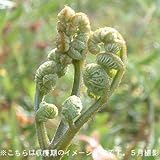 山菜苗:ワラビ(蕨) 素掘り苗5株【紫桜館山の花屋】