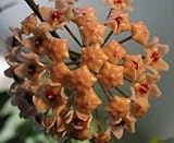 Hoya carnosa Dark Khaki - Hindu rope - Wax plant - 10 seeds