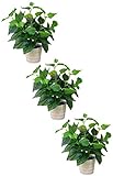 MedianField 【 観葉植物 造花 鉢 3個 セット 】 インテリア 雑貨 人工 フェイク グリーン 緑 植物 鉢植え 葉 (鉢×3)