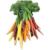 Amazon Rosepoem 100ピース非常に珍しい輸入虹トマト種子盆栽果物 野菜の種子非gmo家庭の鉢植え 野菜