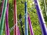Promotion 50 seeds / bag 5 colors Bamboo Seeds, Bonsai moso tree plant, sprouting rate 95%, factory 