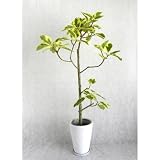 【沖縄植物】 アルテシーマ枝 8号 陶器鉢 (角: 黒)
