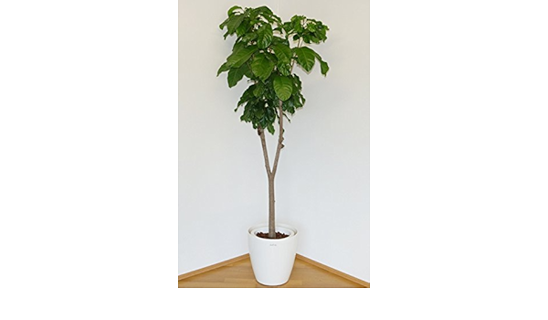 Amazon ピンポンの木 珍品 高さ195ｃｍ前後 プラ鉢10号 鉢カバー別 観葉植物 オンライン通販