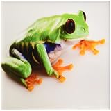 Rikki Knight Crazy Frogクローズアップデザインアートセラミックタイル4 by 4インチ、