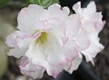 40 Fresh seedsアデニウム アラビカム オベスム 砂漠のバラ種子(40粒)塊根植物種子Adenium obesum Desert Roses seeds no89-Double-P-113