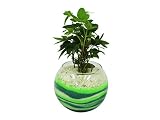 花市場直送便 アイビー(カラーサンド植え) バブルボール10cm グリーン