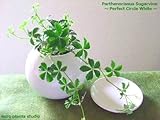 Parthenocissus Sugarvine / Perfect Circle White / シッサス・シュガーバイン / パーフェクトサークル・ホワイト / インテリア観葉植物 / 鉢植え