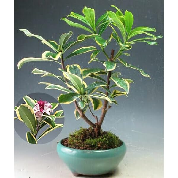 Amazon Co Jp バーゲン セール 斑入り赤花沈丁花 ジンチョウゲ 前島 の鉢植え 散始め ホーム キッチン