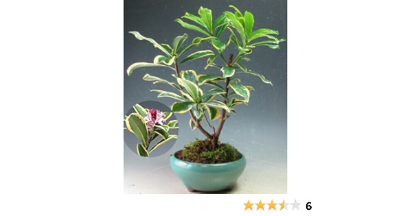 Amazon Co Jp 斑入り赤花沈丁花 ジンチョウゲ 前島 の鉢植え ホーム キッチン