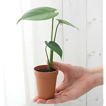 （こーじ）#5 モンステラ ミント　2号鉢サイズ　TC純化済株 ネコポス こーじ様専用）#5 モンステラ ミント 2号鉢サイズ TC純化済株