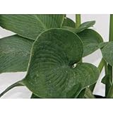 ギボウシ(擬宝珠)ホスタ・エレガンス(大株) 外斑入り 植木 多年草