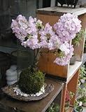 桜・・・そう聞くだけで心和む景色を貴方のもとへ【桜（旭山桜）の苔玉・くらま器・敷石セット】 (白石)