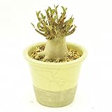 (株) 赤塚植物園 ① NSD アデニウム アラビカム　ドワーフ　（Arabicom dwarf） ※セラアート 6号