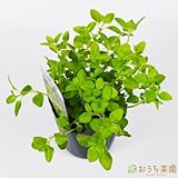 ゴールデンオレガノ 【苗】 ９ ｃｍ ポット ＜当店は 苗 種 鉢 培養土 ニーム の専門店＞