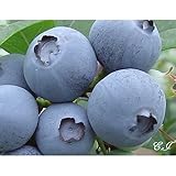 ブルーベリー 苗木 ジョージアジェム 苗 2年生 挿し木苗 【 サザンハイブッシュ系 】