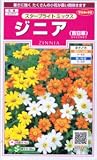 ジニア（百日草）・スターブライトミックス