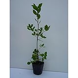【50本セット】 ウバメガシ 樹高0.5m前後 10.5cmポット 生垣 うばめがし 苗木 植木 苗 庭木 生け垣