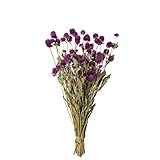 東京堂 ドライフラワー 千日紅付 (50g入り) #パープル FD003110-017