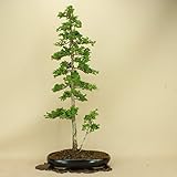 津山桧/ツヤマヒノキ 中品盆栽 （松柏盆栽）（いよじ園 伊予路園）