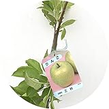 リンゴ 苗木 王林 12cmポット苗 おうりん りんご 苗 林檎