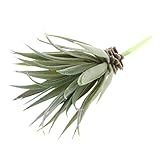 Dovewill 全１６タイプ　プラスチック多肉植物　生活を彩る　治癒系　造花　人工植物　DIY　飾り付け　店舗装飾　インテリア　 - タイプ4