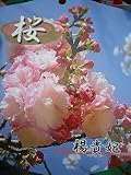 桜 苗木 楊貴妃 1年生 接ぎ木 苗 庭木