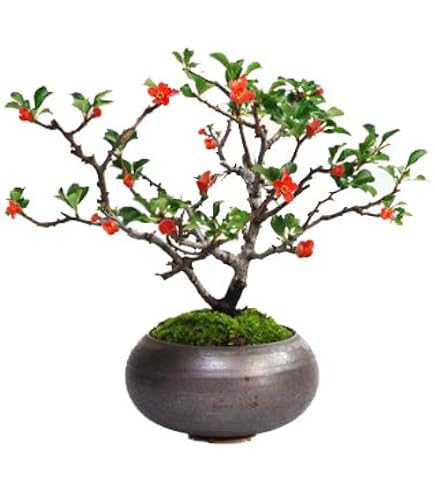 Amazon.co.jp: 小品盆栽 長寿梅 赤花 持込の古い古木 極上品 大 : DIY