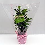 苗木ギフト：月桂樹・「ありがとうございました」カード付 ノーブランド品