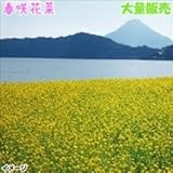 国華園　花たね　大量たね　花菜　春咲花菜　1袋(100ml入)【※発送が国華園からの場合のみ正規品です】
