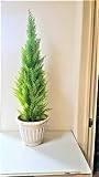 【人工観葉植物ゴールドクレスト】【フェイクグリーン】送料無料【インテリアグリーン】【90ｃｍ】【造花】【触媒加工】【屋外可】