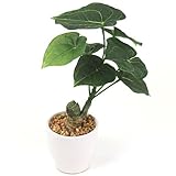 タロ 光触媒 人工観葉植物 インテリア グリーン 陶器ポット入り taro ハイグレード 26.5cm