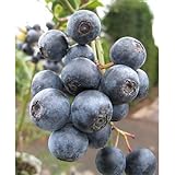 [ラビットアイ系]ブルーベリー：ブライトウェル5号ポット[大～中粒人気種！ 苗木] ノーブランド品