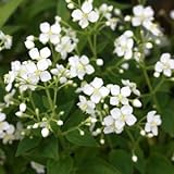 白花ハシカンボク