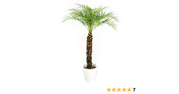 Amazon フェニックス ロベレニー ヤシの木 新鮮ヤシの木 状態良し 観葉植物 8号鉢 インテリア 大型 観葉植物 オンライン通販