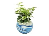 花市場直送便 アイビー(カラーサンド植え) バブルボール10cm ブルー