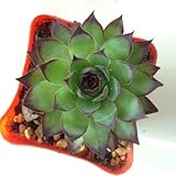 ホーム＆ガーデンフラワーポットプランターのためのジューシーな種子盆栽の植物の種子 - 30個/ロット