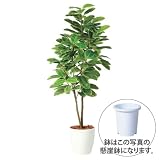 エフプランター 人工観葉植物-アルテシマ株立-180-9号鉢-懸崖鉢