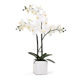 Torre & Tagus 1684-100030 Orchid Potted Triple Stem, 23-Inch, White by Torre & Tagus