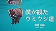僕が観たウミウシ達