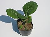 岩手県産 キャベツ 苗