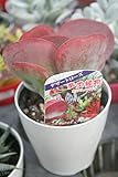 【多肉植物】【ギフトにも】　デザートローズ(唐印)　4寸鉢　【送料込価格】