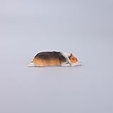 コーギー犬 フィギュア 爆睡犬コーギー M 動物 犬雕像 犬の置物 ミニチュア 愛らしい姿勢 （三色 うつ伏せ寝)