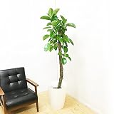 ロブスター ゴムの木 フィカス 観葉植物 10号 大鉢 観葉植物 インテリア 大型 オシャレ 大きい 尺鉢 大サイズ 本物