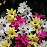 イキシア　１０球入