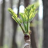 Amazon 天然物 タラの木 苗木 タラの芽 苗 女だら メダラ 栽培 ガイド付き 50 80cm 1本 野菜