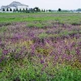 国華園　野菜たね　緑肥・景観作物　ヘアリーベッチ　まめっこ　1袋(1kg入)【※発送が国華園からの場合のみ正規品です】