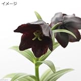 (山野草)クロユリ(黒百合)4号(1ポット) 本州・四国限定[生体]